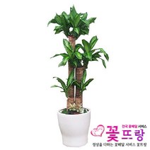 행운목2단 공기정화식물 관엽식물 전국꽃배달서비스 개업화분/축하선물, 1개