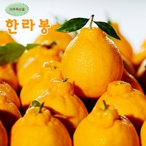 한라봉 선물로 좋은 제주도 한라봉10kg 36과 27과 23과 선택/산지직송, 1박스, 제주 한라봉10kg(27과)