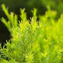 [엔피솝] 비누재료 화장품재료 플로럴워터 9종 비누재료 화장품재료, 티트리워터 100ml