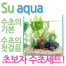 수아쿠아 초보자 40cm 어항용 수초세트 자연수초, 1세트