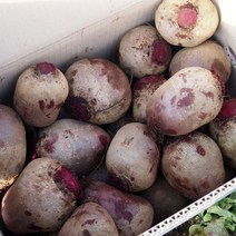 국내산 비트뿌리 레드비트, 3kg, 1개