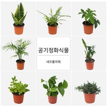 네오플라워 공기정화식물 꽃화분 허브, A20.스파티필름