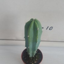온누리농원 용심목, 1개