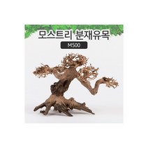 [비지떡] 모스트리 분재유목(S) [ M500 ] [P], 1개