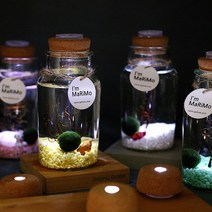 가훼하우스 [애완식물 일본정품마리모 모스볼]LED피규어일본마리모(대), LED피규어일본마리모(대)_흰곰+연분홍