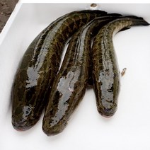 지에스푸드 ( 가물치 ) 국산 3/4/5kg, 가물치 3kg(2~3마리), 1개