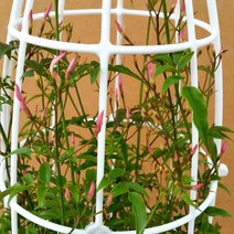 [용이네화원] 향기로운 학자스민 220 농원