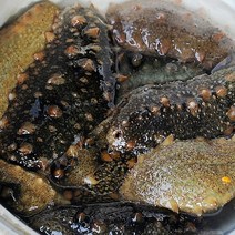 통영 비단가리비 집에서 간편 찜구이 캠핑인기, 1개, 해삼500g