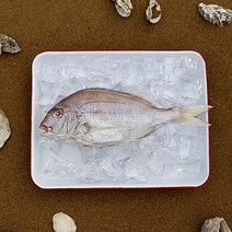 [으뜸해수산] 국내산 반건조 참돔 (손질 도미), 1개, 30cm전후(중)