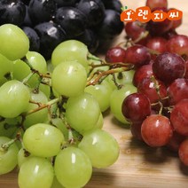오렌지씨 포도_1kg~2kg_거봉(레드글로브)청포도크림슨적포도, 거봉(레드글로브)_2kg_size(XXL점보)