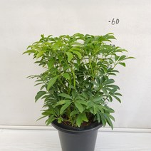 온누리농원 홍콩야자, 1개
