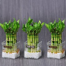 가꾸지오 공기정화식물 먼지제거 천연가습 개운죽원통1단3p+사각유리화기3p, 1세트