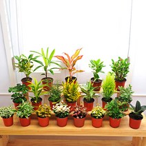 가꾸지오 공기정화식물 먼지제거 천연가습 포트식물D, 포트식물D-화이트스타