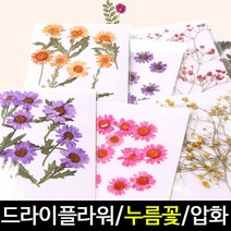 [아트랄라]자연의선물/누름꽃/드라이플라워/꾸미기재료/말린꽃, 빨강 안개꽃