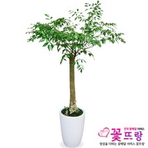 행복나무(해피트리) 공기정화식물 관엽식물 전국꽃배달서비스 개업화분/축하선물, 행복나무, 1개