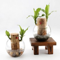 가꾸지오 공기정화식물 먼지제거 천연가습기 식물인테리어 샤베트행운목 24종, 피치돌