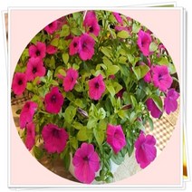 사피니아 6포트1세트 초화, 1개