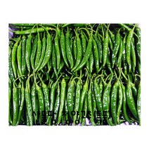 산들팜 청양고추, 1박스, 상품(비품)5kg