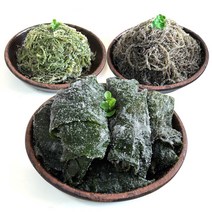 국내산 꼬시래기 미역줄기 다시마 4kg, 1박스, 03_쌈다시마 4kg