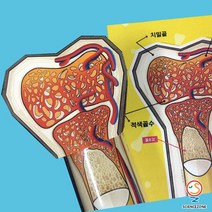 사이언스존 [인체의 비밀-뼈 (골수 골격) 5인용] 과학실험키트 학습교구세트