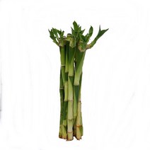 트리앤 개운죽 10cm~100cm 습도조절 수경식물, 01.개운죽12cm(10p) 1개