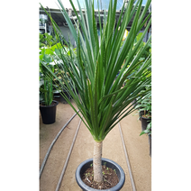 에덴농원 드라세나드라코 (중대품) 고급진 아이에요, 1개