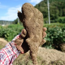 마사토 안동마 산마, 1박스, 산마 - 알뜰 2kg (실속형)