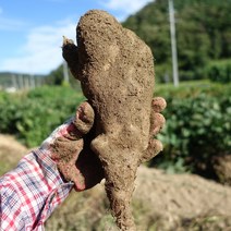 마사토 안동마 산마, 1박스, 알뜰 2kg (실속형)