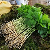 산골짜기 농장 미니 새싹삼 새싹인삼, 1box, 대 40뿌리