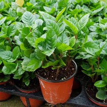 장미농원 원예 공기정화식물 인테리어 홈가드닝 플랜트 총집합 한정특가, 1개, 산호수