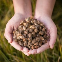 파워푸드 국산 도꼬마리(창이자) 400g 독고마리 청비차 유백피 건조 말린 약초 약재 국내산 차 한방, 12XO_국산도꼬마리(창이자) 200gX2
