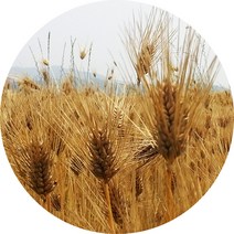 국내산 새싹발아분말 보리 밀 현미 검은콩 옥수수 팥, 발아보리분말 300g (실속 지퍼백)