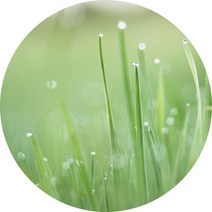 국내산 새싹발아분말 보리 밀 현미 검은콩 옥수수 팥, 밀새싹분말 300g (실속 지퍼백)