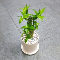 꽃피우는청년 새집증후군 미세먼지 제거 실내공기정화식물 원형 화이트 화분 (무광), 연화죽, 1개