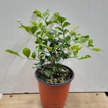 행복한꽃순이 오렌지자스민 쟈스민 한목대