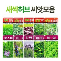 화분월드 허브 씨앗, 새싹-메밀