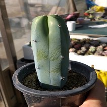 행복한꽃순이 용신목 (통통)