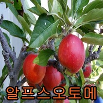 알프스오토메[미니사과] 결실주