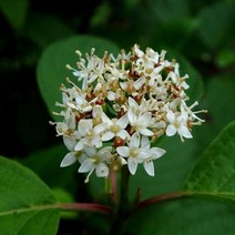 키움원예 [노랑말채] H0.6~0.8