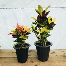 청년농부 크로톤 아이스톤 알록달록식물, 75cm사이즈, 1개