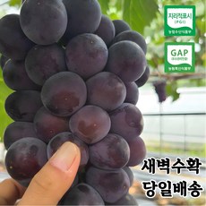 거봉 포도 씨없는 고당도 김천 거봉 [산지직송] 특 등급 1kg 1.5kg 2kg 3kg 4kg, 1개, 1.5kg (3~4송이) - 수노기