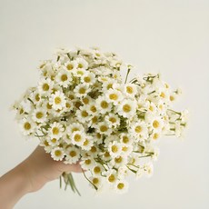 코코도르 조화 스틱 리시안셔스 70cm 화이트 5개 상품 이미지