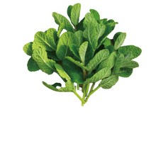 유기농 애플민트 생잎 큰 잎 100g/모히또용, 1봉, 100g