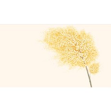 벚꽃데이 포인트벽지3폭짜리1세트완제품, 30h403006