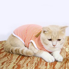아리코 고양이 앤 강아지 코튼 스트라이프 티셔츠, 오렌지