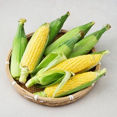 제주 초당옥수수, 1개
