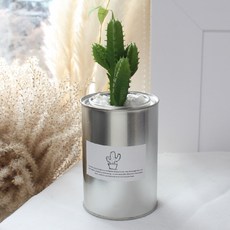 모리앤 선인장 캔 조화 화분, 귀면각, 1개