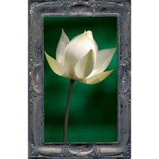 Letting the Lotus Bloom: The Expression of Soul Through Flowers Paperback, Llumina Press