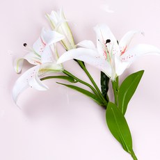 //상품명