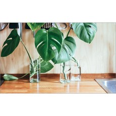 주방식물아트보드